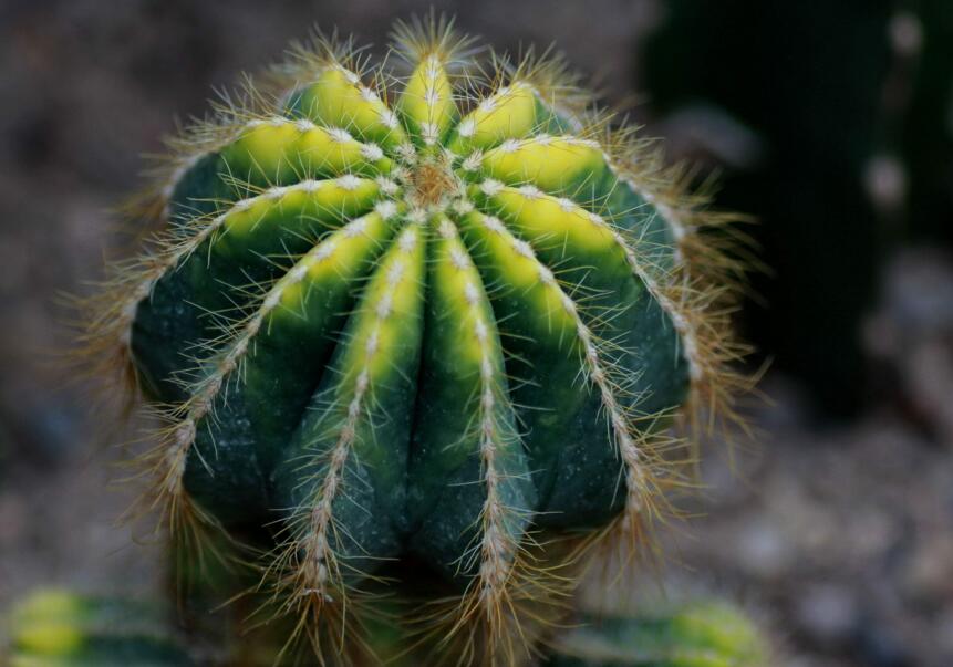 水養(yǎng)仙人球注意事項，正確的水培方式很重要