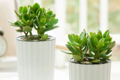 剛扦插的玉樹能澆水嗎，澆水可能會導(dǎo)致腐爛