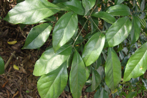 幸福樹葉子耷拉怎么辦，增光/通風(fēng)/控溫/殺蟲除菌