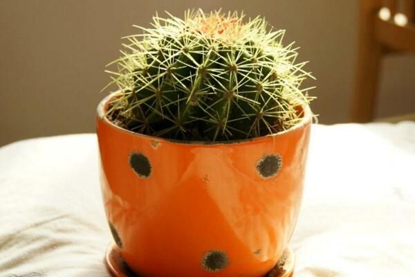如何養(yǎng)好仙人球，做好以下5點最為關(guān)鍵