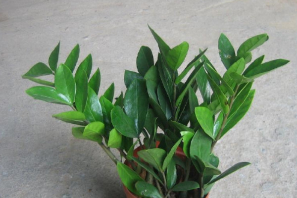 金錢(qián)樹(shù)的危害