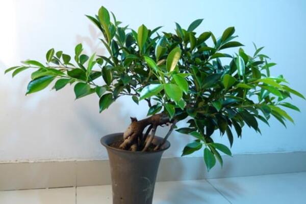 平安樹(shù)的養(yǎng)殖方法和注意事項(xiàng)，勤換盆多松土