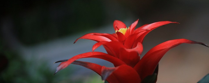 鴻運(yùn)當(dāng)頭老株發(fā)幾次芽