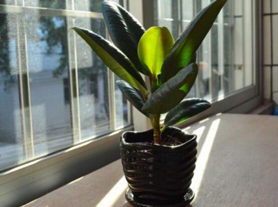 橡皮樹的擺放位置，教你四個(gè)擺放好地方(客廳/大廳/書房/辦公室)