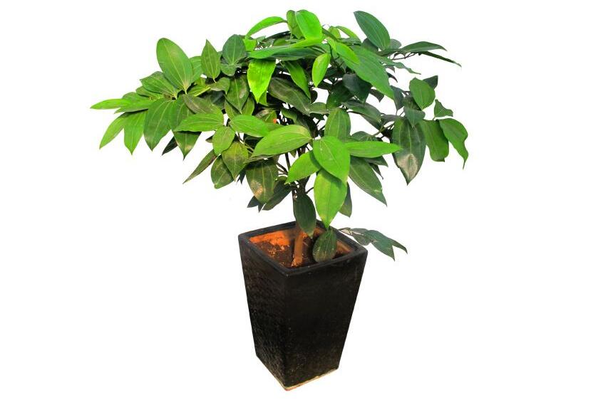 室內(nèi)養(yǎng)平安樹的好處，旺運(yùn)勢(shì)還健康