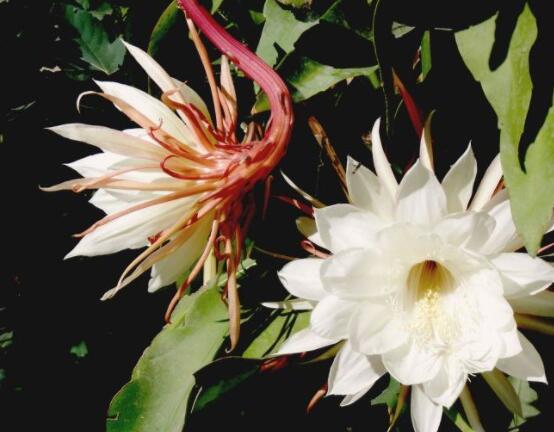 曇花怎么養(yǎng)，注意盆土是關(guān)鍵/肥水要合理