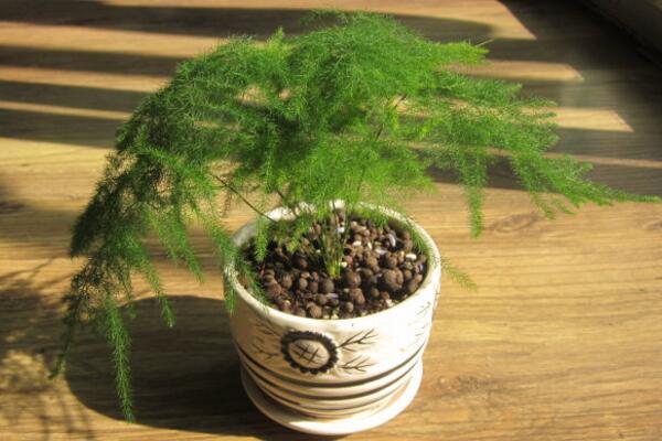 文竹黃葉怎么辦，找到黃葉原因及時(shí)進(jìn)行處理