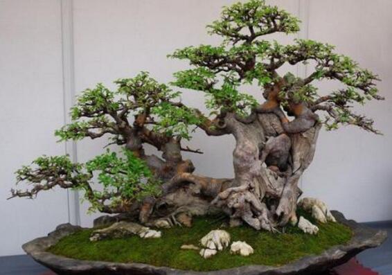 榕樹(shù)的養(yǎng)殖方法，土壤的選擇和施肥方法很重要