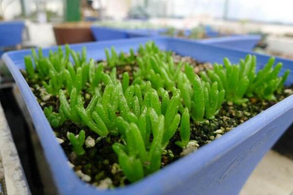 碧光環(huán)怎么種植，4步即可完成碧光環(huán)的種植