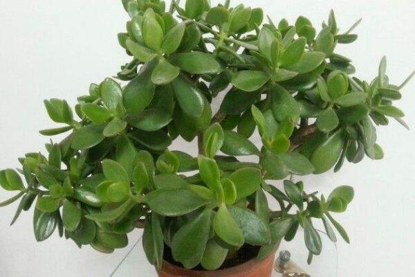 玉樹(shù)葉子發(fā)黃的處理方法，四種原因以及處理方法