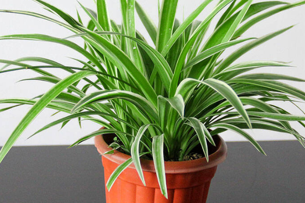 吊蘭葉子尖發(fā)黃怎么辦