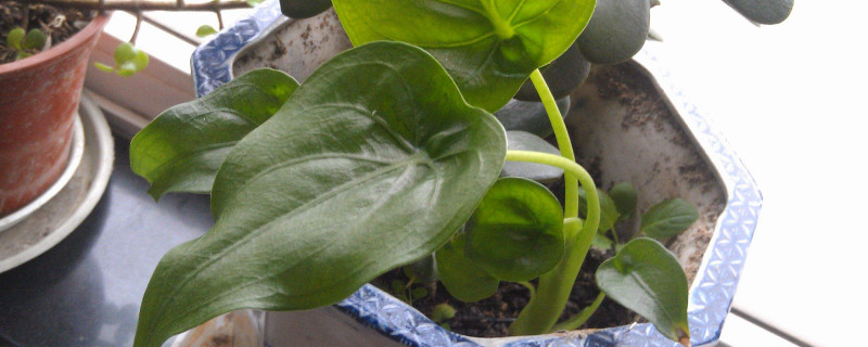 滴水觀音與千手觀音的區(qū)別