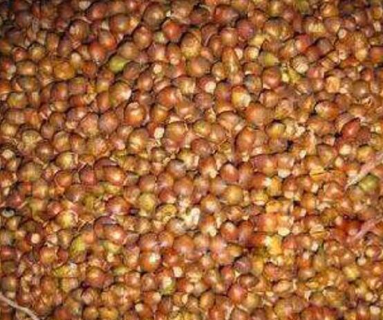 紅豆杉種子怎么種，做好這四點就會生根發(fā)芽