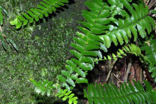 鐵角蕨怎么養(yǎng)