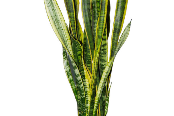 虎皮蘭葉片缺水的信號