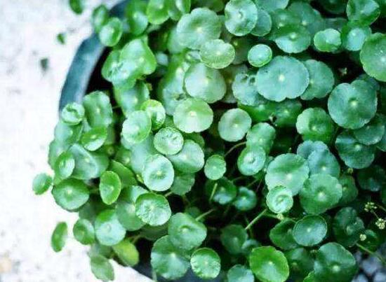 銅錢草的風(fēng)水作用是什么，銅錢草的功效與作用