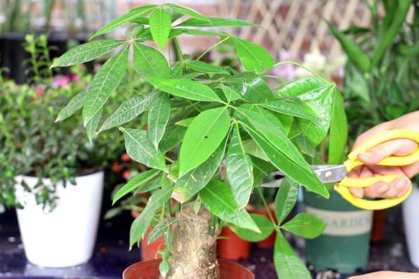 發(fā)財(cái)樹樹干變軟怎么辦