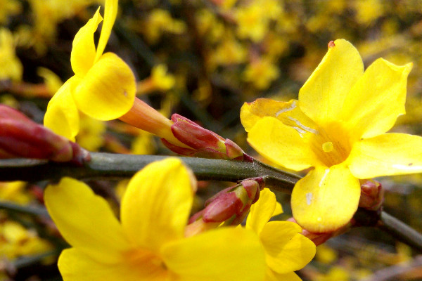 迎春嫁接時(shí)間和方法