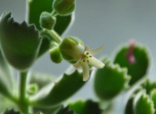 熊童子開花會死嗎，不會/適當(dāng)遮陰、及時降溫