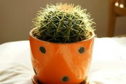 仙人球和仙人掌的區(qū)別，它們只是外觀不同而已