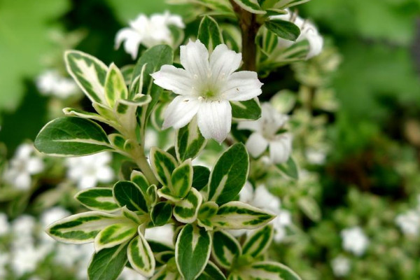 六月雪怎樣澆水養(yǎng)護