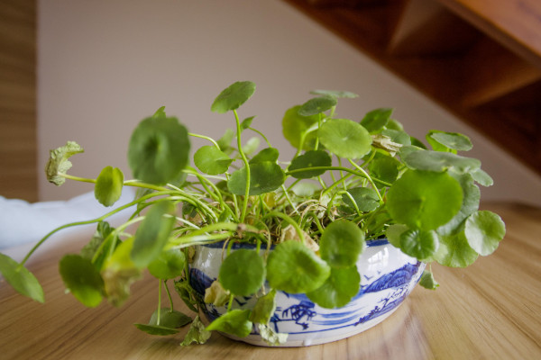 銅錢草種子怎么水培，先催根出苗后再移到水培環(huán)境中