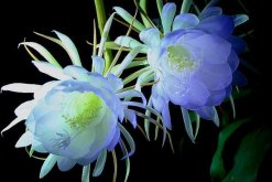 曇花的花語和傳說，曇花一現(xiàn)只為韋陀