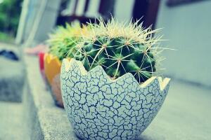 仙人球有毒嗎，仙人球的刺扎了怎么辦