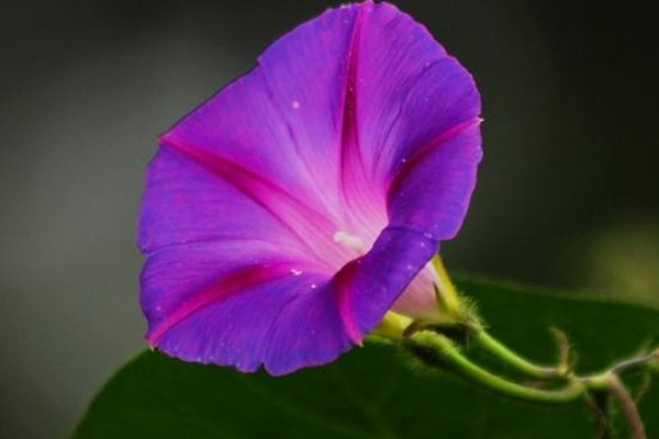 牽?；ㄇ锛静シN什么時(shí)候開花