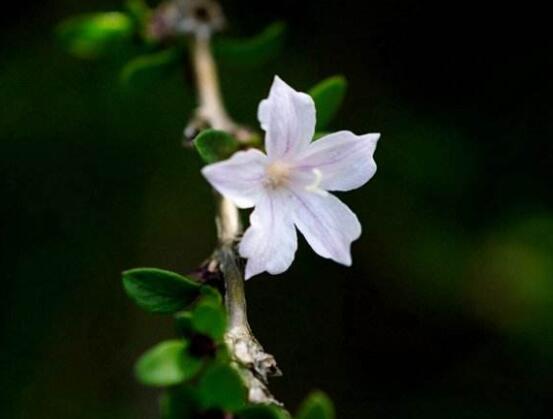 六月雪盆景造型方法，直乾式虬曲式懸崖式三種造型