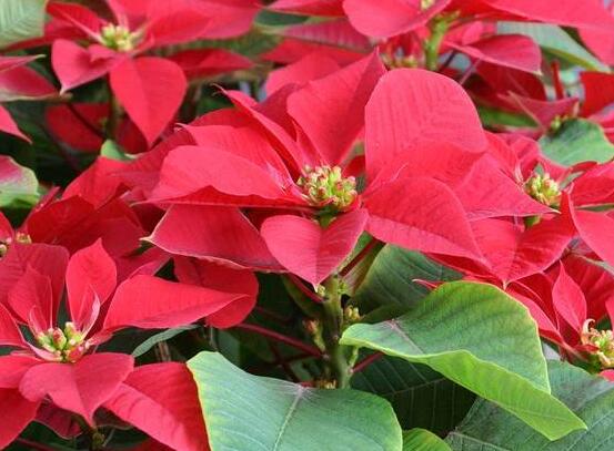 一品紅多久澆一次水，不同季節(jié)不同澆水量(澆則澆透)