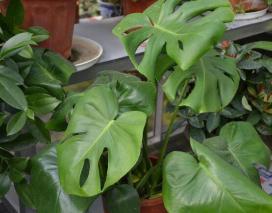 龜背竹用深盆還是淺盆，透氣性強深盆為主(陶盆/紫砂盆/泥瓦盆)