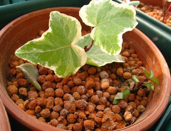 常春藤如何扦插，插蕙盆土剪刀花盆消毒液缺一不可