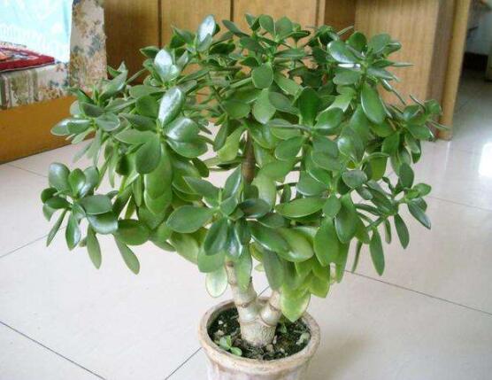 燕子掌用大盆還是小盆，大株用大一號(hào)盆/小株用小一號(hào)盆