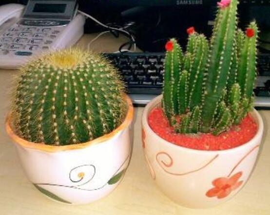 小仙人球的養(yǎng)殖方法和注意事項，老農(nóng)詳解七大最有效養(yǎng)殖方法