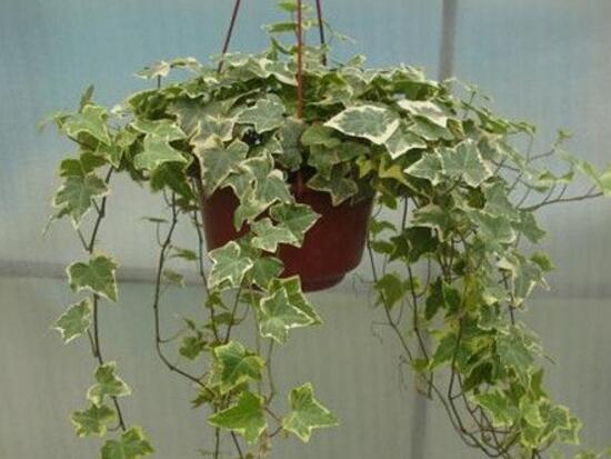常春藤葉子發(fā)黃的原因有三，讓它重新恢復(fù)生機(jī)