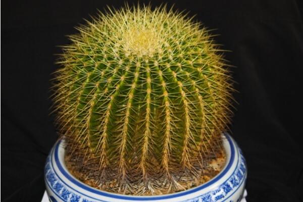 仙人球能放在臥室嗎，帶刺的植物不宜放臥室/放陽臺(tái)或者辦公室較好