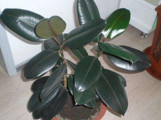 橡皮樹(shù)多久澆次水，橡皮樹(shù)怎么澆水