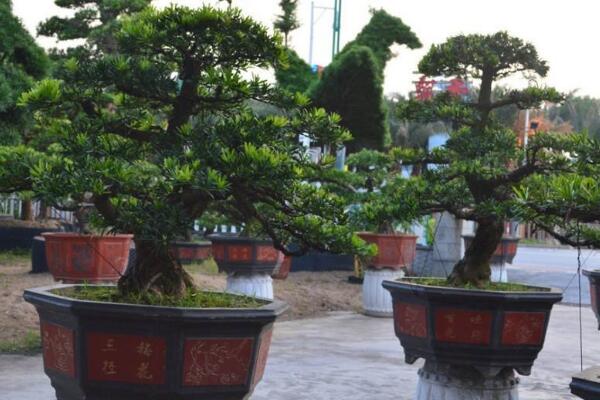 羅漢松盆景寓意，長壽的象征