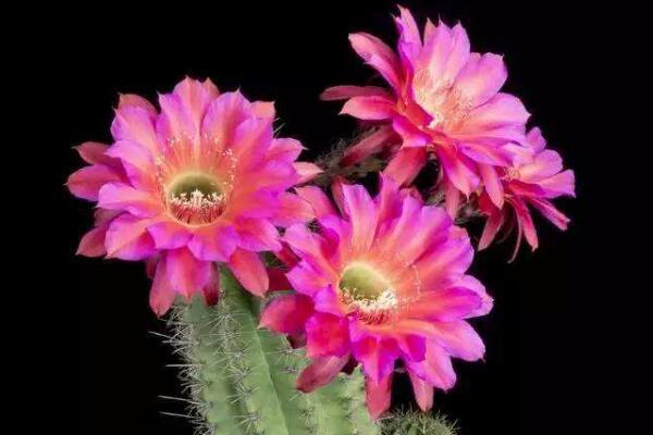 仙人球什么季節(jié)開(kāi)花，夏季是仙人球的盛花期