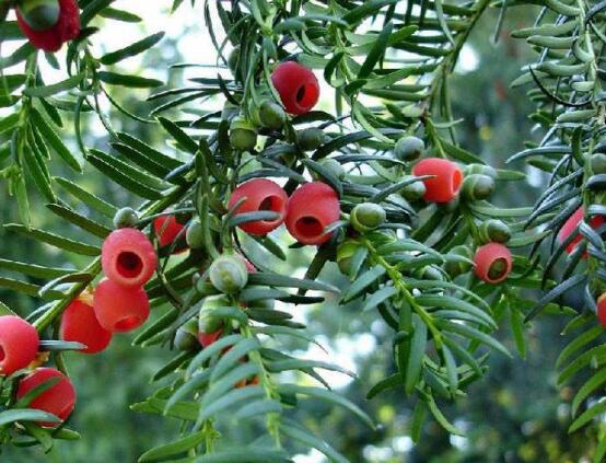 紅豆杉的養(yǎng)殖方法和注意事項，七大基本方法養(yǎng)殖郁郁蔥蔥