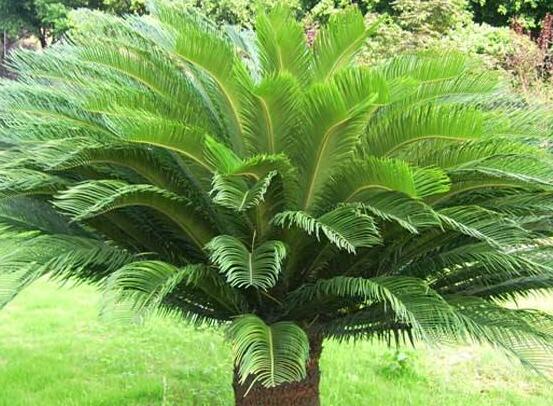 鐵樹的功效與作用，鐵樹全身皆為寶