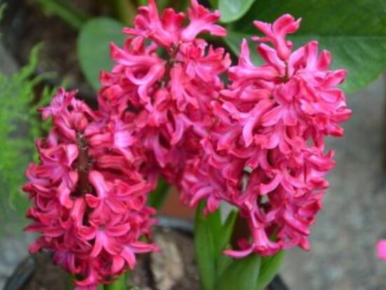 好看的風(fēng)信子圖片欣賞，姿色優(yōu)美，色彩艷麗