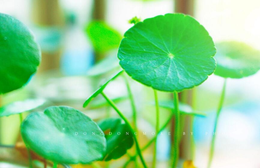 銅錢草怎么種，銅錢草土養(yǎng)的方法步驟