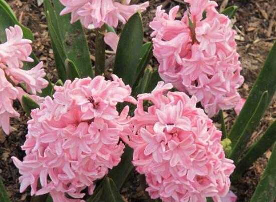 風(fēng)信子夏季怎么處理，養(yǎng)護(hù)球莖/置于陰涼通風(fēng)位置