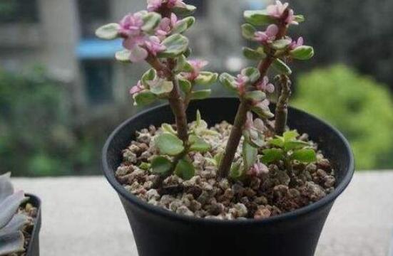 雅樂(lè)之舞怎么養(yǎng)能開花，只需要五個(gè)步驟花開爆盆