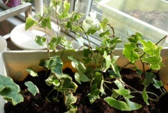 常春藤怎么扦插，做好六大要點(diǎn)存活率百分百