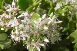 玉樹會開花嗎，玉樹開花的寓意是什么