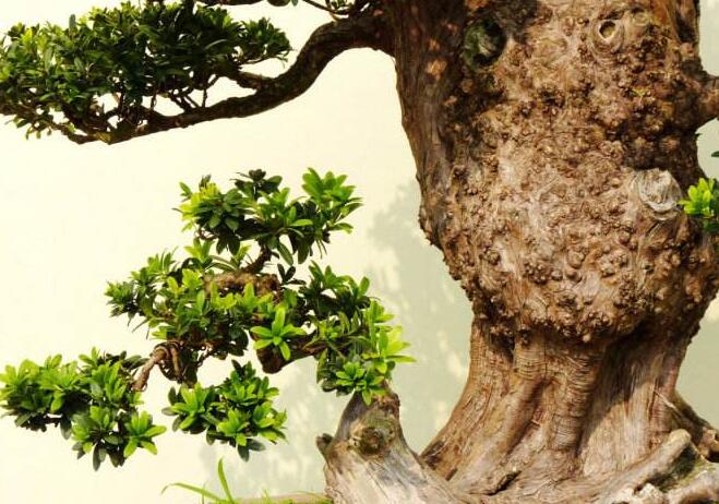 羅漢松最佳修剪時(shí)間，常年都可以進(jìn)行修剪