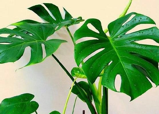 龜背竹的修剪方法圖解，主要以整株、枝頂、整修修剪為主